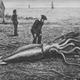 Engraving of a giant squid stranded in 1877 on Trinity Bay, Newfoundland.